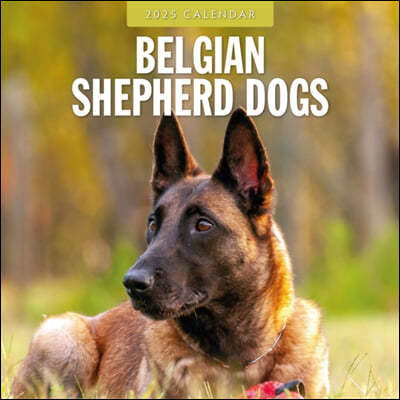 Belgian Shepherd Dogs 2025 Square Wall Calendar