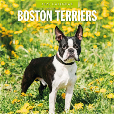 Boston Terriers 2025 Square Wall Calendar