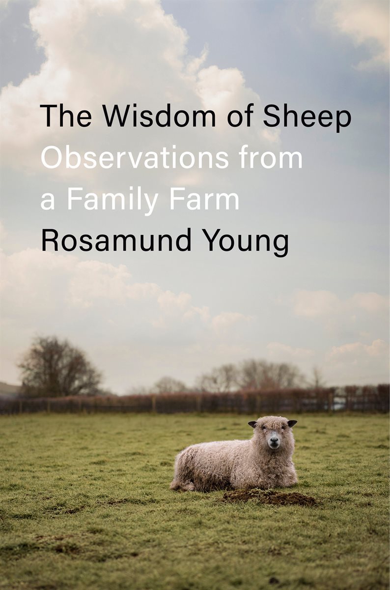 [단독] The Wisdom of Sheep