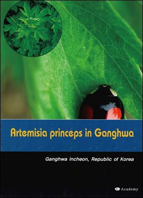 Artemisia Princeps in Ganghwa