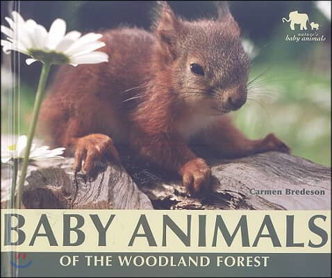 Baby Animals of the Woodland Forest