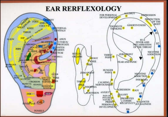 Ear Reflexology -- A4