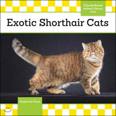 Abdo Group Exotic Shorthair Cats