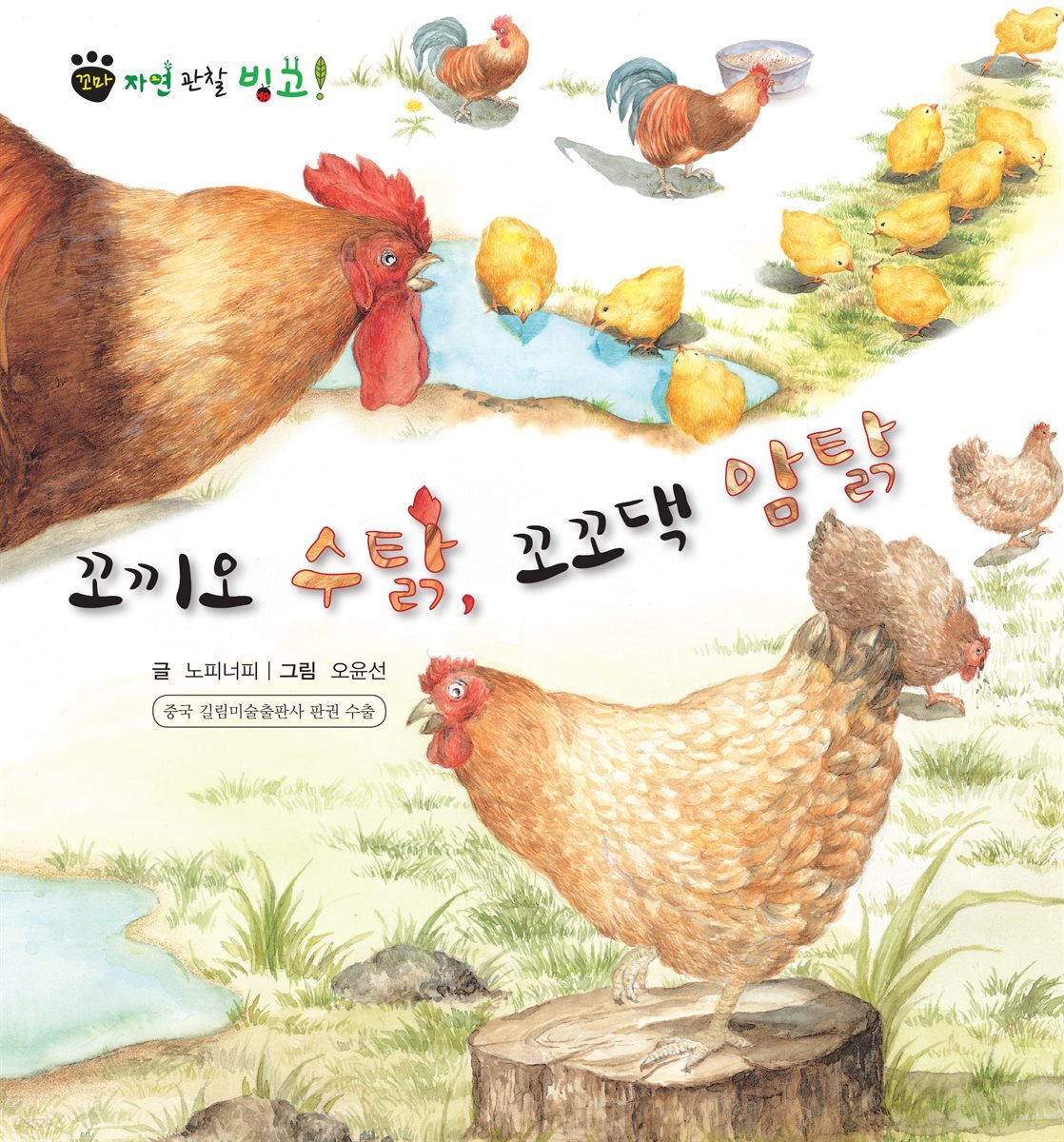 꼬마 자연 관찰 빙고. 35 꼬끼오 수탉, 꼬꼬댁 암탉
