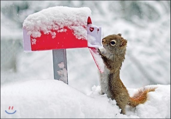 Squirrel's Greetings Notecards