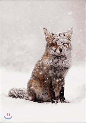 Snow Fox Notecards