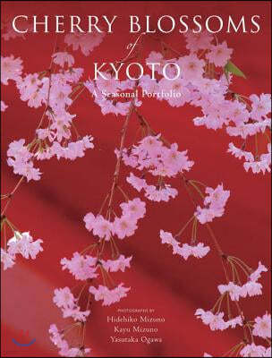 Cherry Blossoms Of Kyoto