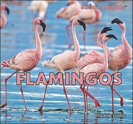 Flamingos