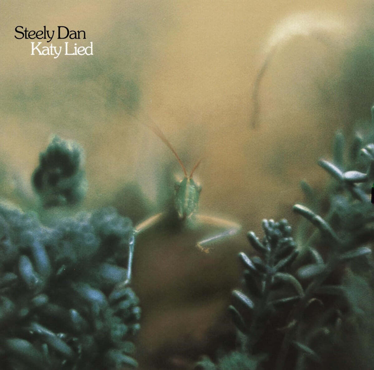 Steely Dan (스틸리 댄) - 4집 Katy Lied [LP]