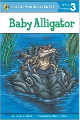 Baby Alligator