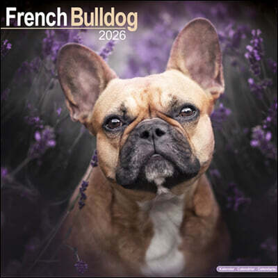French Bulldog Calendar 2026  Square Dog Breed Wall Calendar - 16 Month