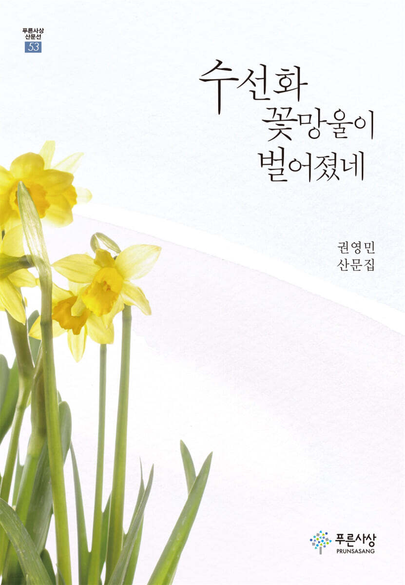 수선화 꽃망울이 벌어졌네
