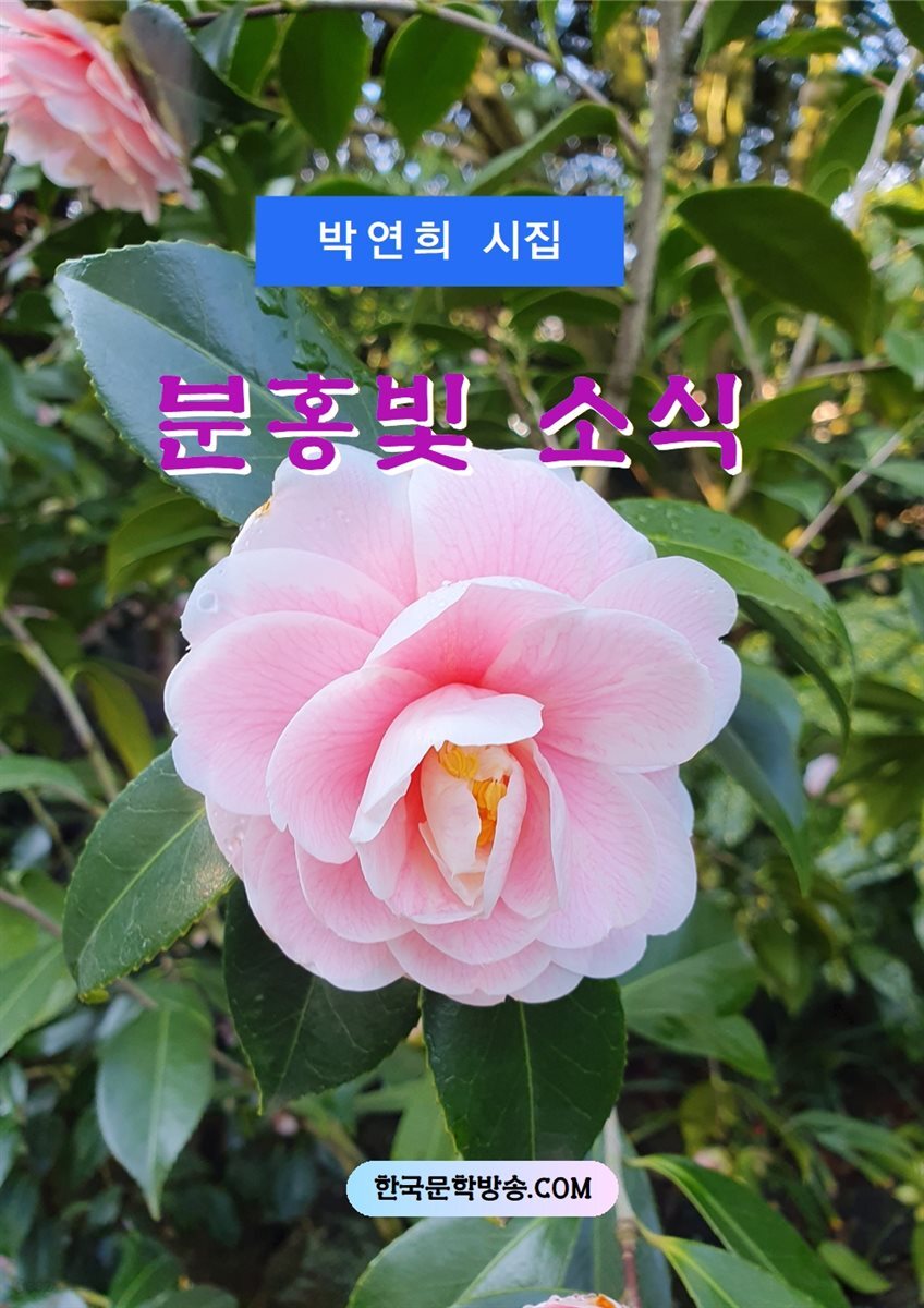 분홍빛 소식