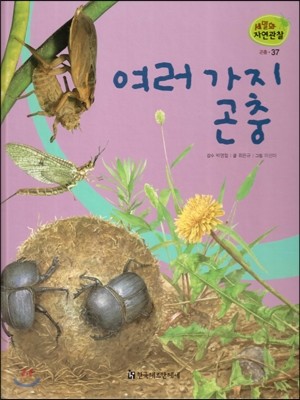 세밀화 자연관찰 곤충 37 여러 가지 곤충