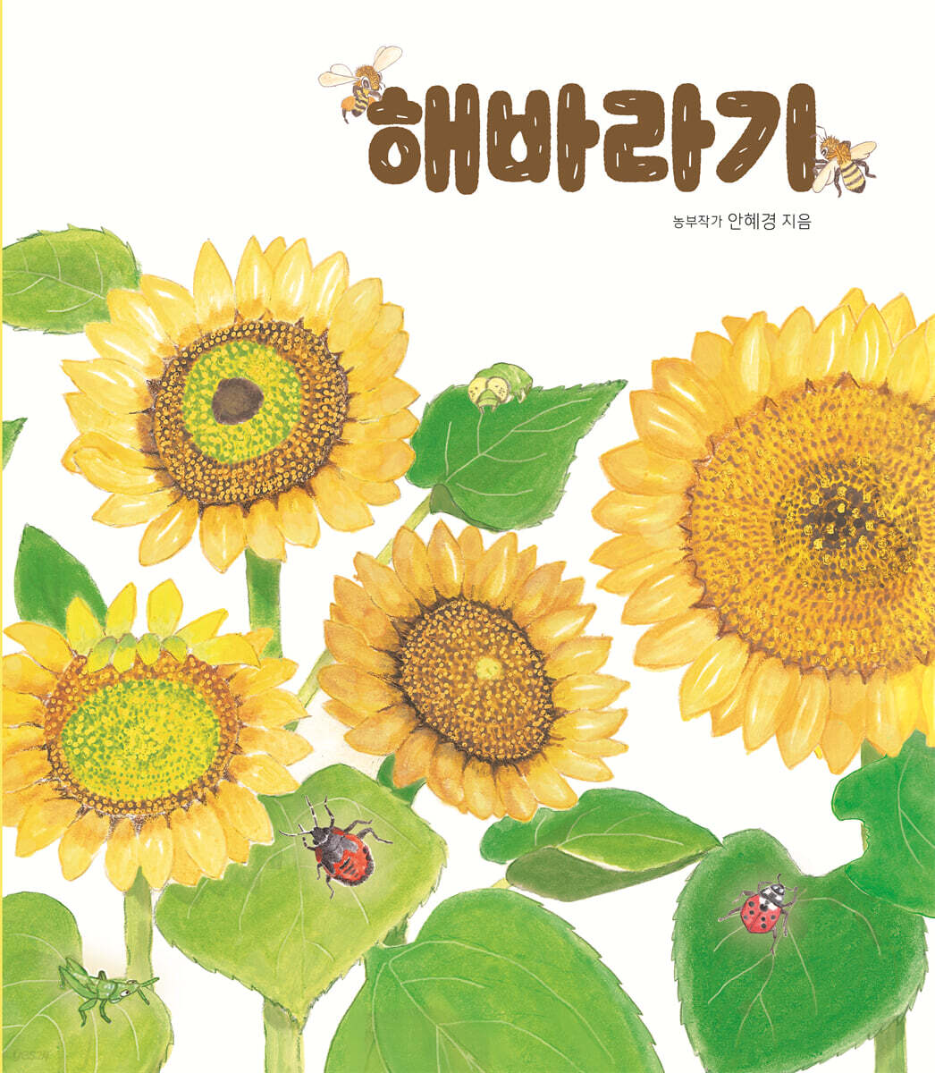 해바라기
