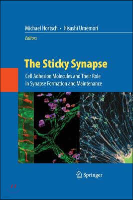 The Sticky Synapse: Cell Adhesion Molecules and Their Role in Synapse Formation and Maintenance