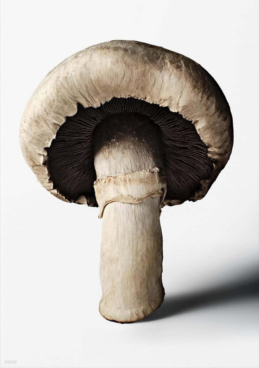The Gourmand's Mushroom. a Collection of Stories & Recipes