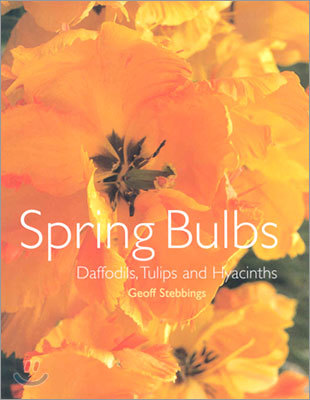 Spring Bulbs : Daffodils, Tulips and Hyacinths