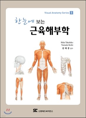 근육해부학
