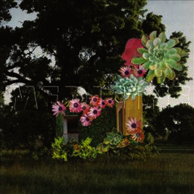 Medicine - Home Everywhere (CD)