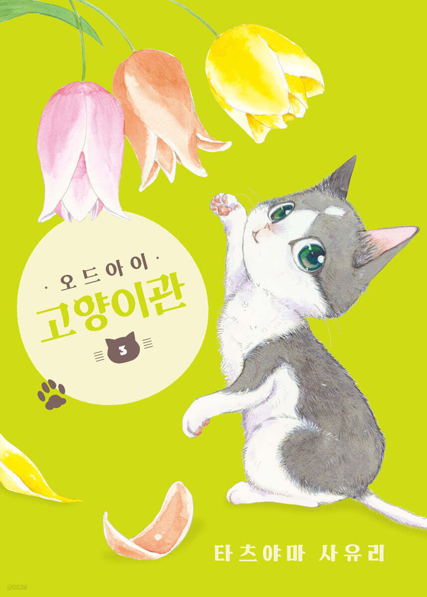오드아이 고양이관 3