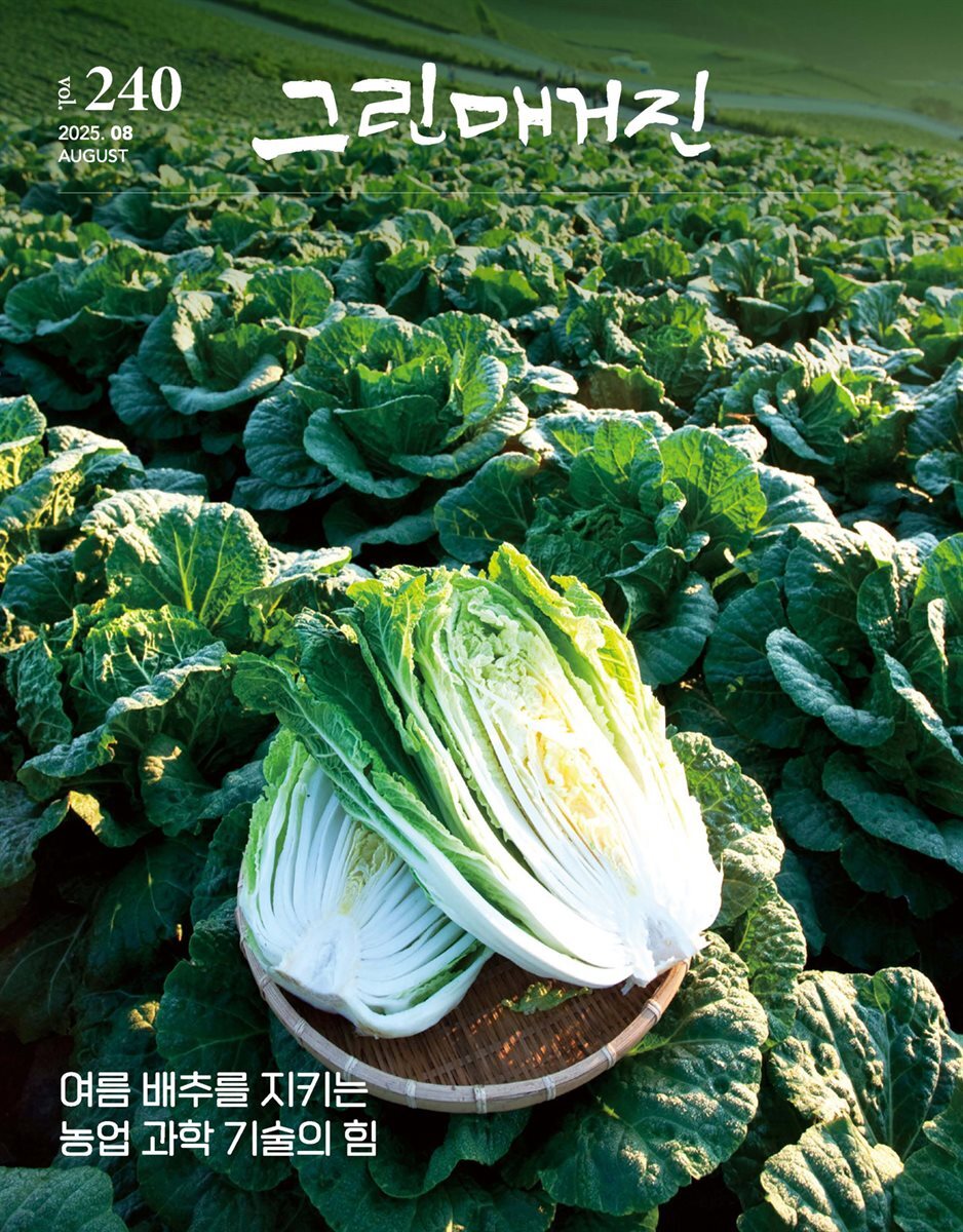 그린매거진 Vol.240 (2025년 8월호) 여름 배추를 지키는 농업 과학 기술의 힘