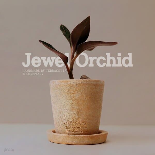 테라코타 주얼오키드(Jewel Orchid) 토분 미니화분