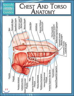 Chest and Torso Anatomy (Speedy Study Guide)