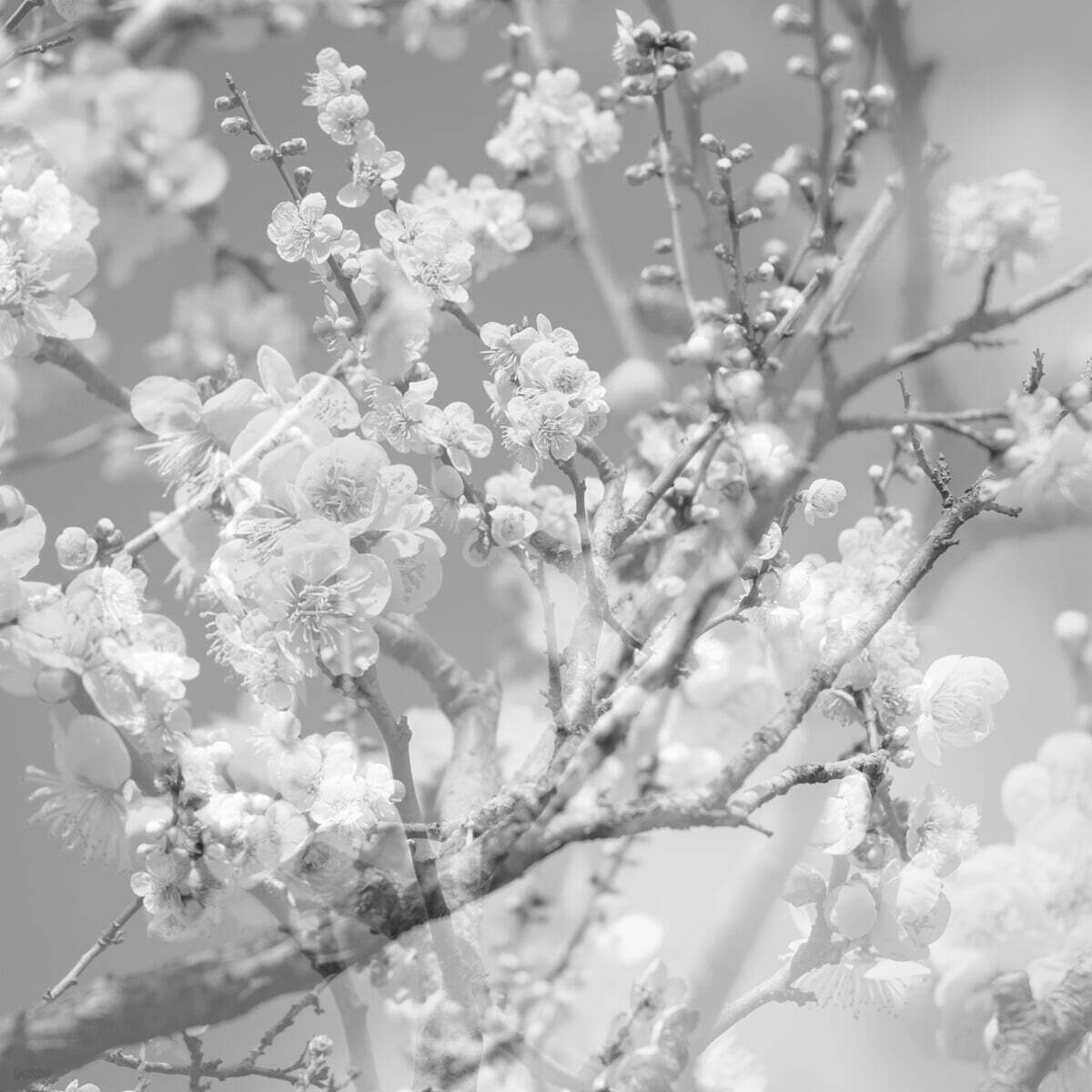 Masabumi Kikuchi (마사부미 키쿠치) - Hanamichi - The Final Studio Recording Vol. II