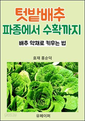 텃밭배추 파종에서 수확까지