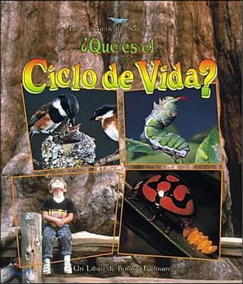 ¿Que Es El Ciclo de Vida? (What Is a Life Cycle?)