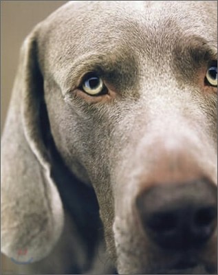 William Wegman Polaroids