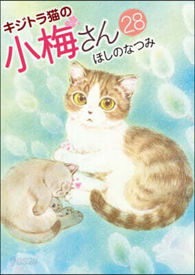 キジトラ猫の小梅さん 28