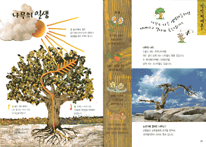 나무의 일생