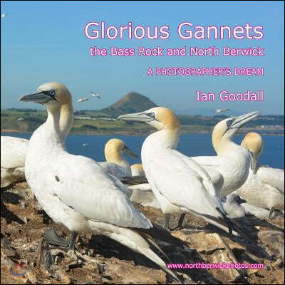 Glorious Gannets, the Bass Rock and North Berwick: A Photographer's Dream