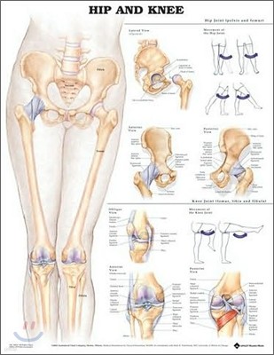 The Hip and Knee Anatomical Chart