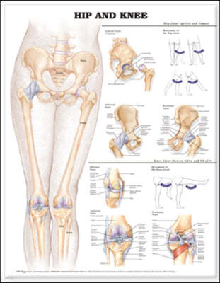 Hip And Knee