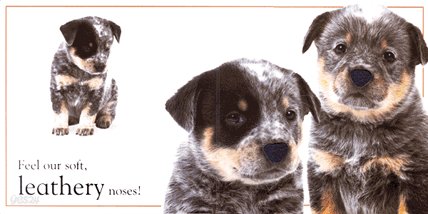 (Touch and Feel) Puppy