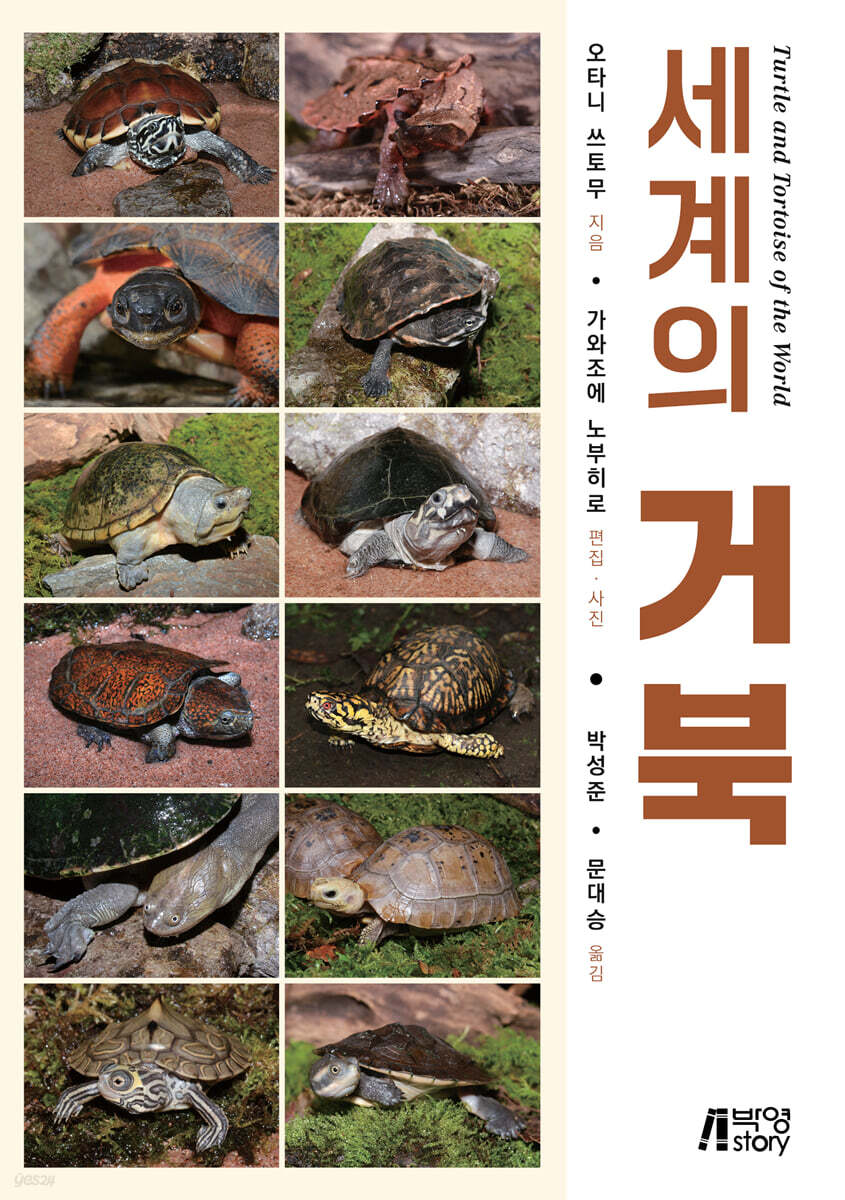 세계의 거북