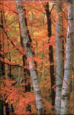 Fall Birches