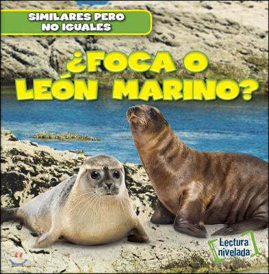 ¿Foca O Leon Marino? (Seal or Sea Lion?)