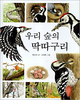 우리 숲의 딱따구리