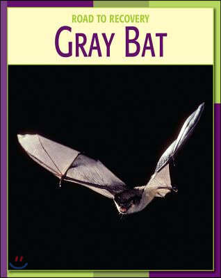 Gray Bat