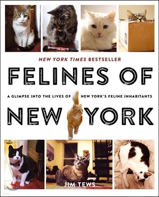 Felines of New York: A Glimpse Into the Lives of New York`s Feline Inhabitants