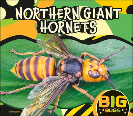 Northern Giant Hornet