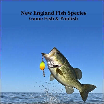 New England Game Fish and Panfish Species Kids Book: Great Book About the Different Types of Fish in New England