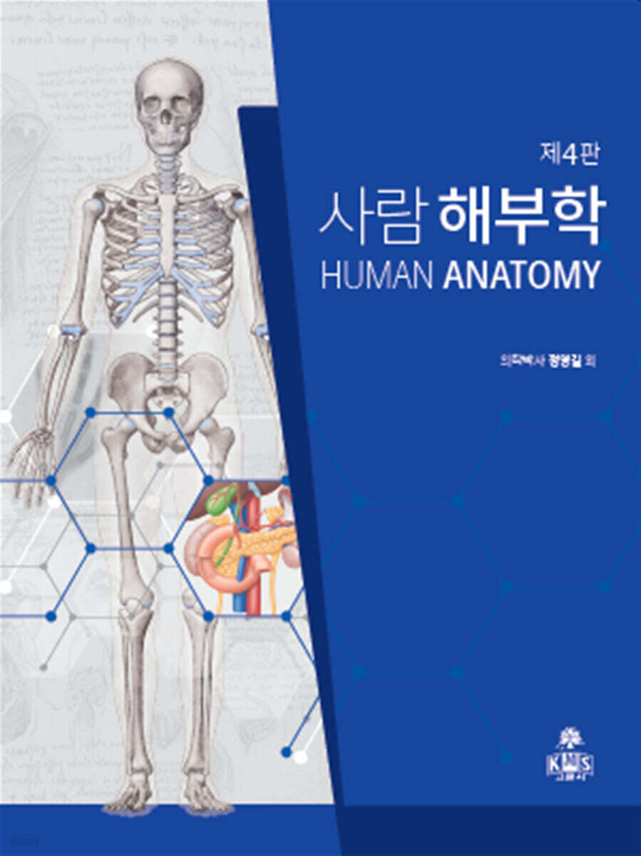 사람해부학