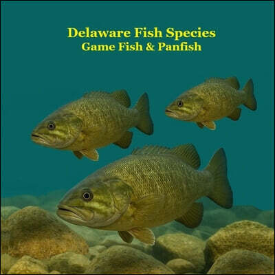 Delaware Game Fish and Panfish Species Kids Book: Great Book About the Different Types of Fish in Delaware