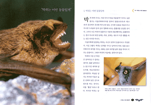 박쥐