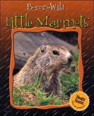 Little Marmots